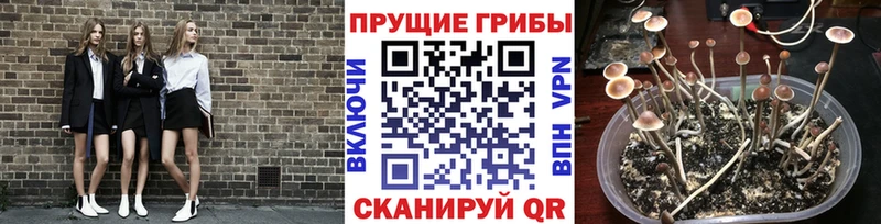 наркотики Нестеровская Галлюциногенные грибы мицелий